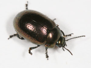 klamath beetle