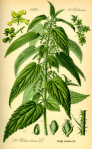 Urtica dioica from Thomé, Flora von Deutschland, Österreich und der Schweiz 1885